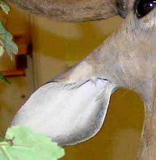 whitetail deer taxidermy mount ear
