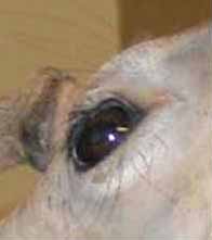 whitetail deer taxidermy mount eye photo