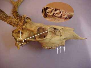 deer_skull_1