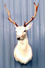 deer taxidermy by South Carolina Taxidermist Rick Durham