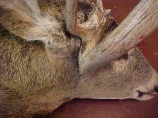 deformed_antler