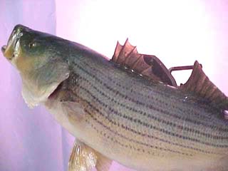 fish taxidermy