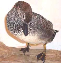 Gadwall taxidermy by North Carolina taxidermist James Parrish