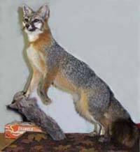 GREY FOX TAXIDERMY by New Jersey Taxidermist Sandy Sylvester 