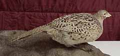 Hen pheasant taxidermy by South Dakota taxidermist Doug Dexter