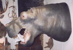 hippopotamus taxidermy by Wisconsin taxidermist John Mallien