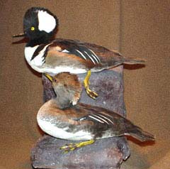 waterfowl taxidermy