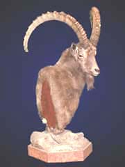 Ibex taxidermy done at Taxidermy by Monte Sink.