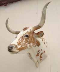 Longhorn taxidermy by Ca. taxidermist Bryan Sengo