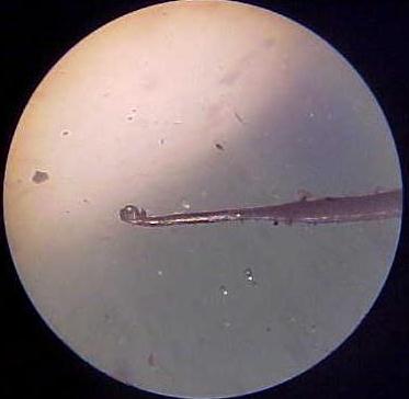 MICROSCOPE PHOTO DISSOLVED SHAFT # 2