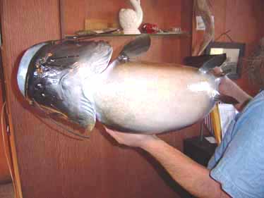 Flathead catfish with molded and cast head done at Greg Stehling & Son's Fish Taxidermy Studio.