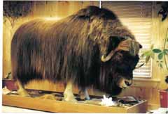 musk ox taxidermy by Mississippi taxidermist Randy Baldwin