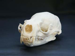 otter_skull