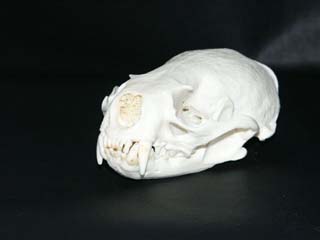 otter_skull