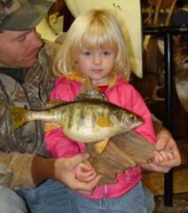 Perch taxidermy by Indiana taxidermist Jeff Sonner