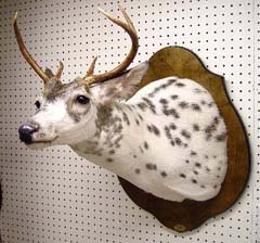 pied deer taxidermy