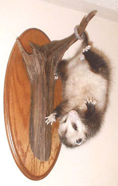 'Possum taxidermy by Pennsylvania taxidermist Frank Kotula