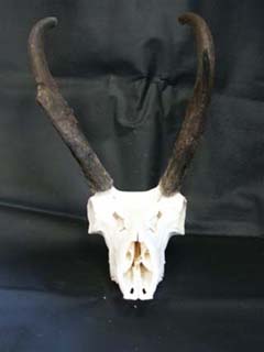 pronghorn_antelope_skull