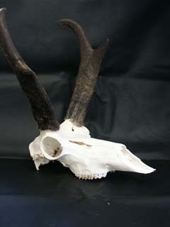 pronghorn_antelope_skull