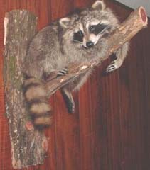 raccoon taxidermy