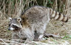 Raccoon taxidermy by Virginia taxidermist David Blevins