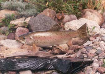 Rainbow trout replica by Wisconsin taxidermist Dennis Murawaska