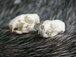 rat_weasel_skull