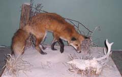 red fox taxidermy by Indiana taxidermist Todd Buchanan