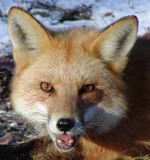 red fox