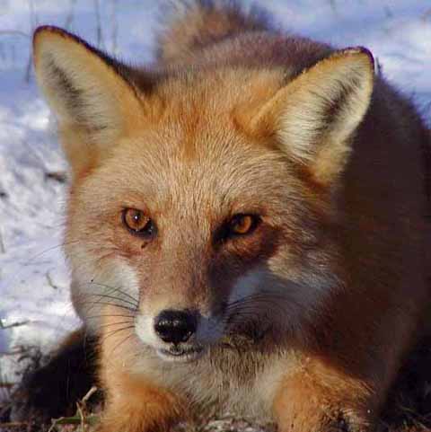 red fox