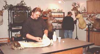 Removing ear cartilage from a whitetail deer cape.