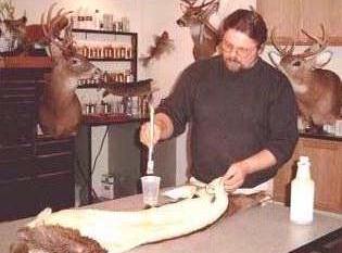 Removing ear cartilage from a whitetail deer cape.