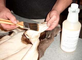 Removing ear cartilage from a whitetail deer cape.
