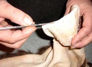 Removing ear cartilage from a whitetail deer cape.