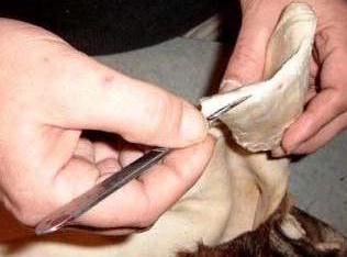 Removing ear cartilage from a whitetail deer cape.