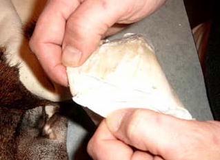 Removing ear cartilage from a whitetail deer cape.