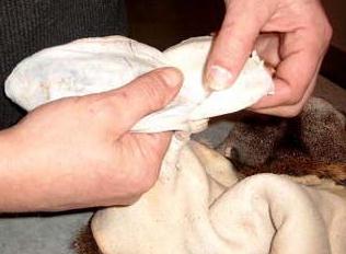 Removing ear cartilage from a whitetail deer cape.