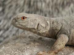 reptile taxidermist Evelyn Mills