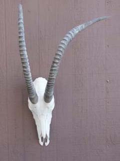 sable_antelope