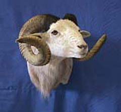 sheep taxidermy by Texas taxidermist Kevin Chovanetz