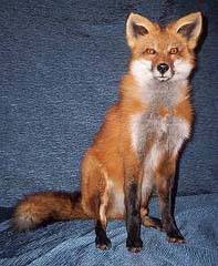 Fox taxidermy by Kansas taxidermist Alex Zajac