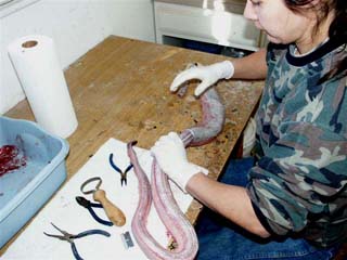 snake_skinning