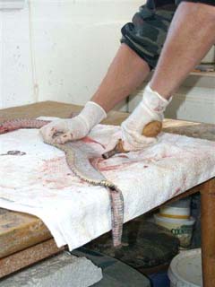 snake_fleshing