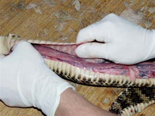 snake_skinning