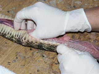 snake_skinning