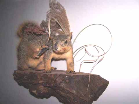 squirrel taxidermy