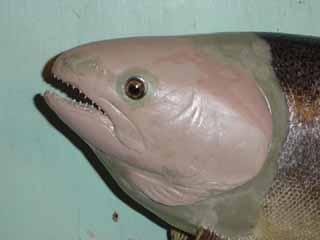 Fish taxidermy head cast by Wisconsin fish taxidermist Aaron Stehling