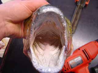 Fish taxidermy head cast by Wisconsin fish taxidermist Aaron Stehling