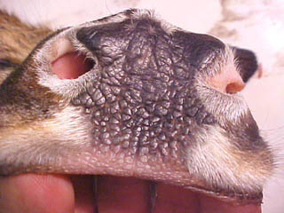 deer nose