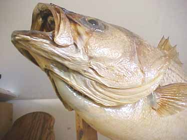 Five year old striped bass taxidermy mount showing the absense of grease bleed.